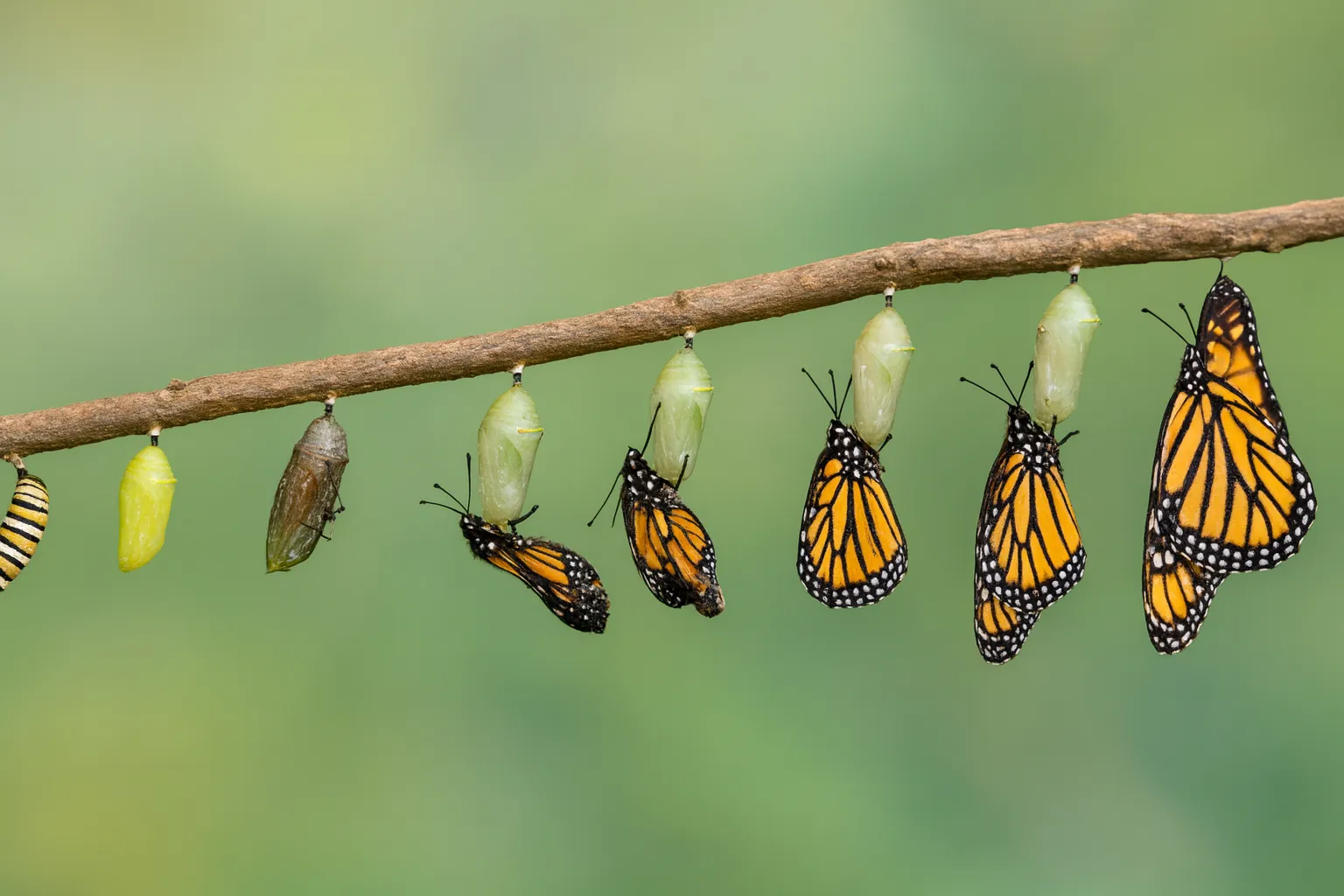 Trigger in WPF: migliora l’interattività dell'interfaccia senza codice Trigger in WPF: migliora l’interattività dell'interfaccia senza codice