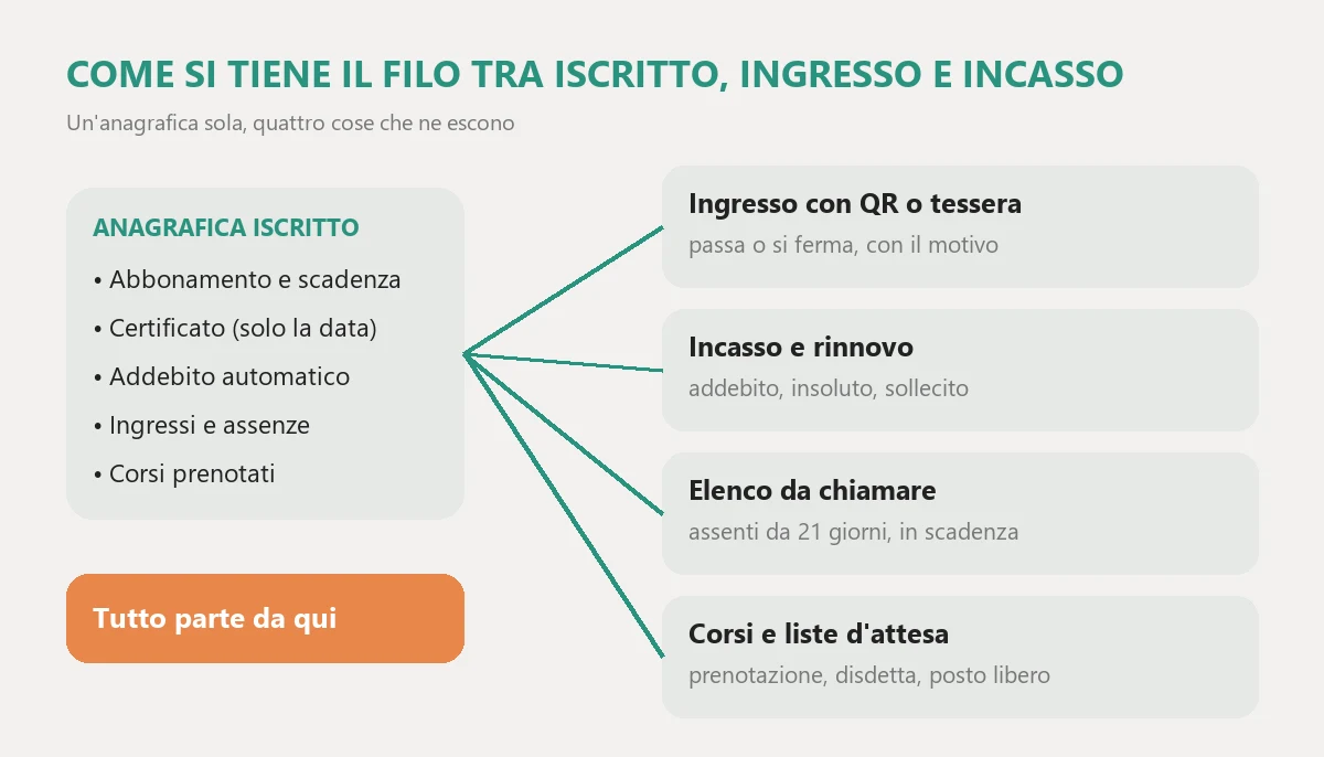 The flow of gym management software: a single member record with subscription, certificate, direct debit, entries and classes, from which come entry with QR or card, collection and renewal, the list of people to call and class booking with waiting lists