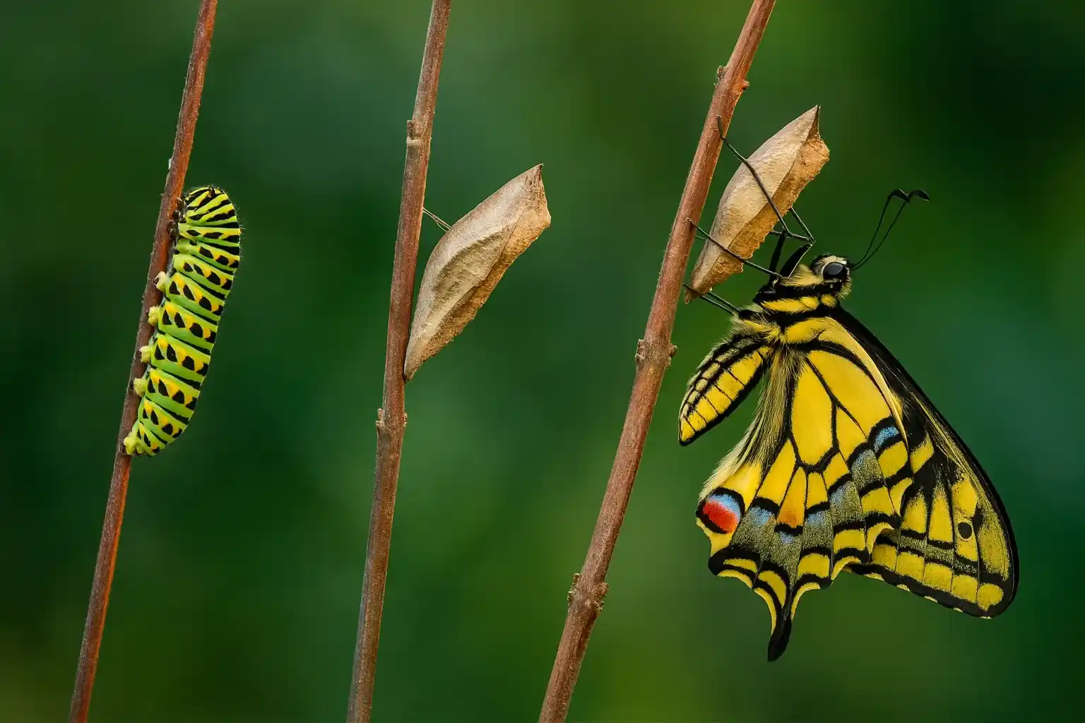 Evolution of the role from developer to Software Architect.